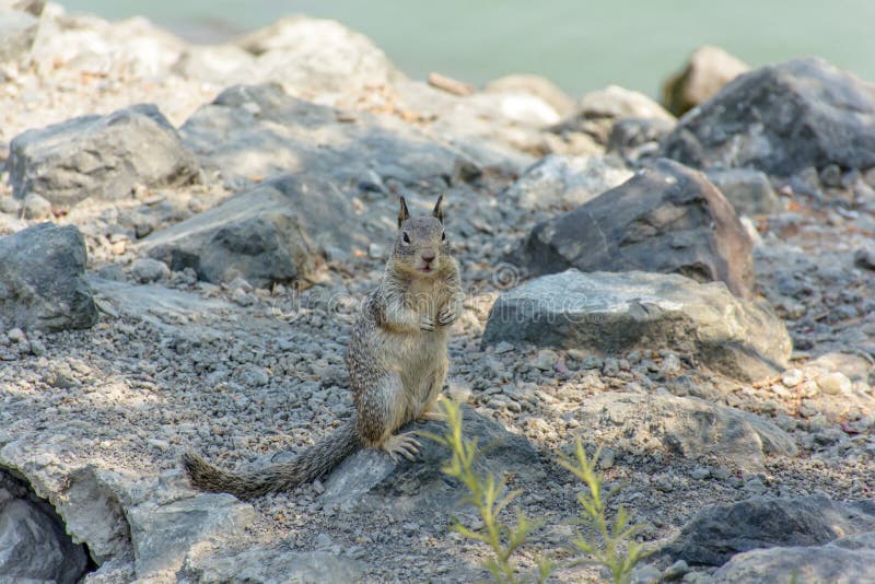 Cute Squirrel Playing Outside Cave royalty free stock photography