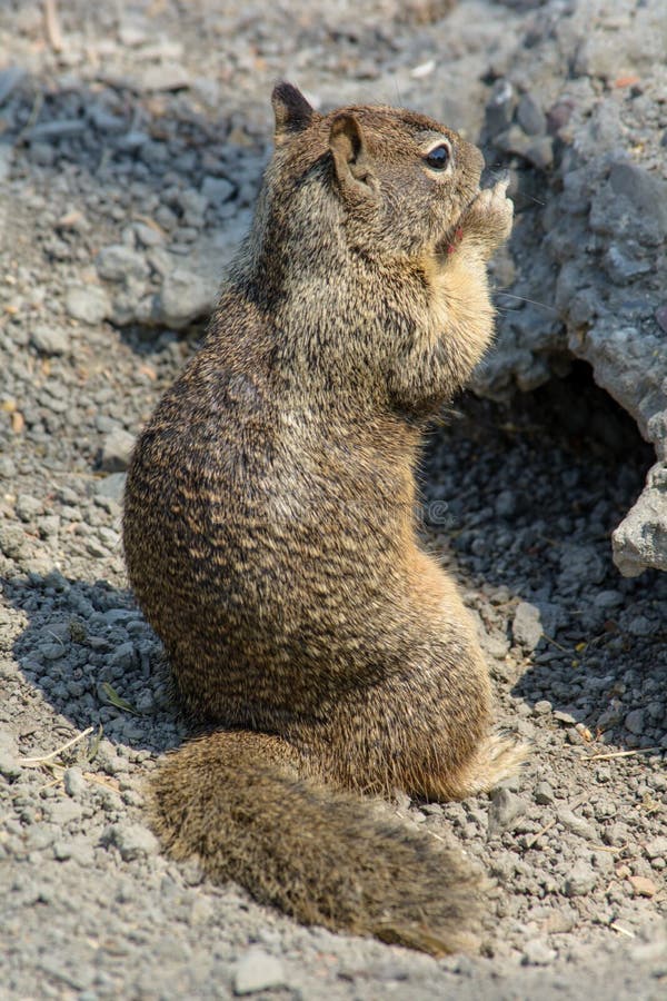 Cute Squirrel Playing Outside Cave stock photos