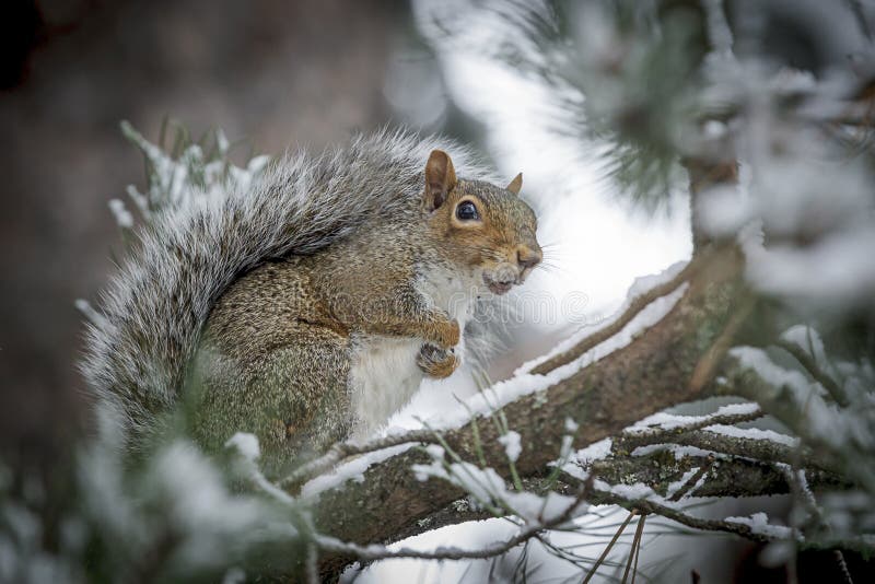 Cute squirrel in snow covered tree