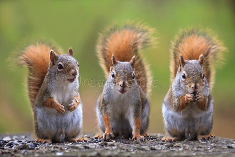 15,001 Squirrels Stock Photos - Free & Royalty-Free Stock Photos from Dreamstime 15,001 Squirrels Stock Photos - Free & Royalty-Free Stock Photos from Dreamstime