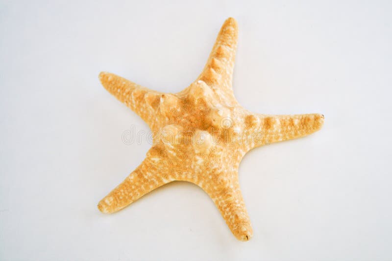 CUte starfish - living sea organism.