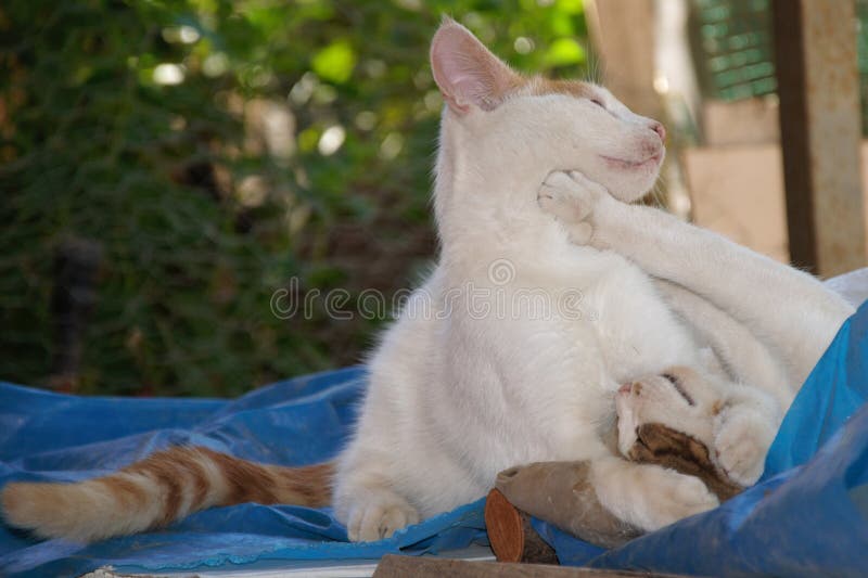 Cute Stray Cats Playing Together Stock Photo Image of lovable, black