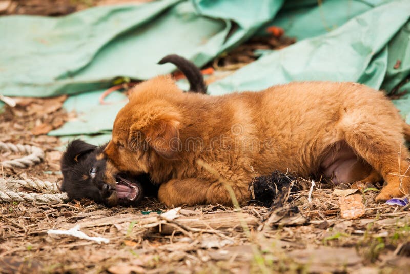 Cute Stray Puppy in Streets of India Stock Photo - Image of baby ...