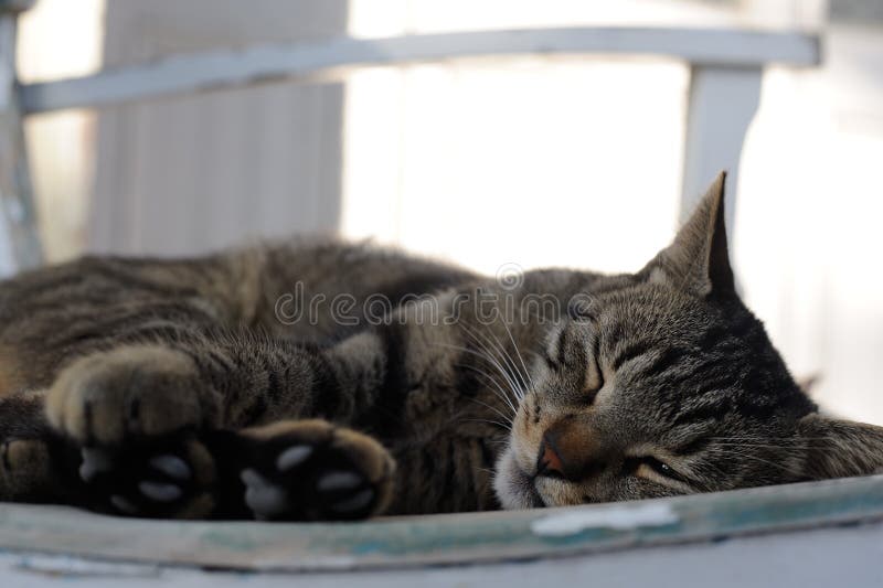 A cute striped cat lying on a chair and playing on a warm afternoon stock images A cute striped cat lying on a chair and playing on a warm afternoon stock images