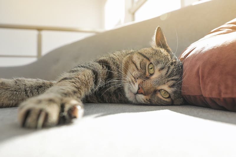 Cute Striped Cat Lying On Cozy Sofa Stock Image Image Of Face