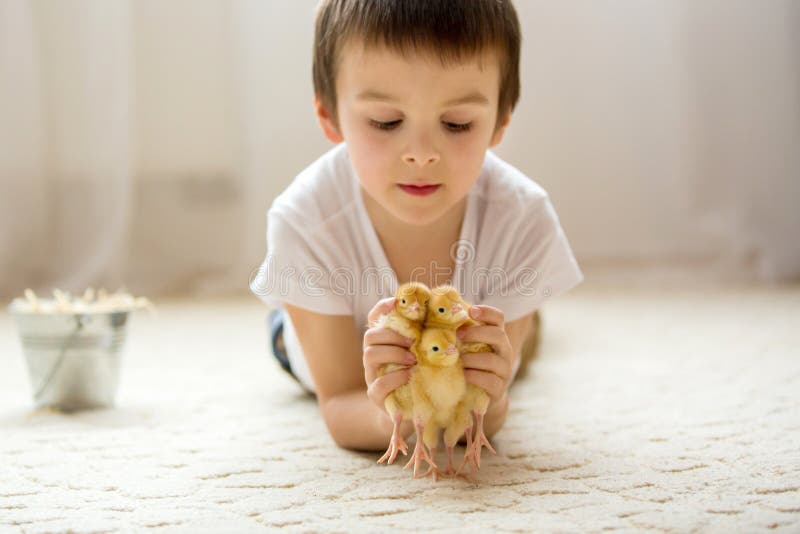 Cute Sweet Little Child, Preschool Boy, Playing with Little Chicks at ...