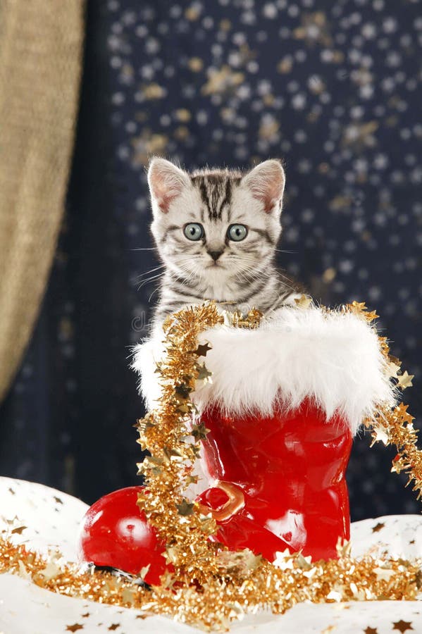 Cute tabby british shorthair cat sitting in christmas boot