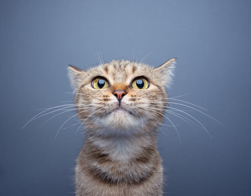 Cute Funny Cat Looking Suspiciously Or Angry On Black Background Stock  Photo - Download Image Now - iStock