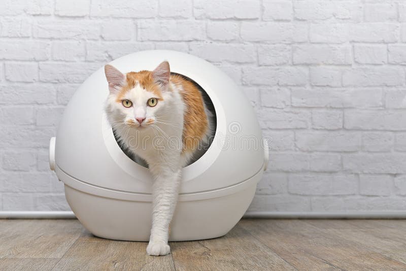 cat pod litter box