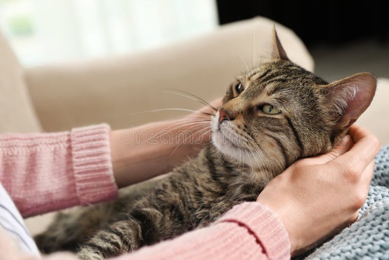 Cute tabby cat with owner on sofa, closeup