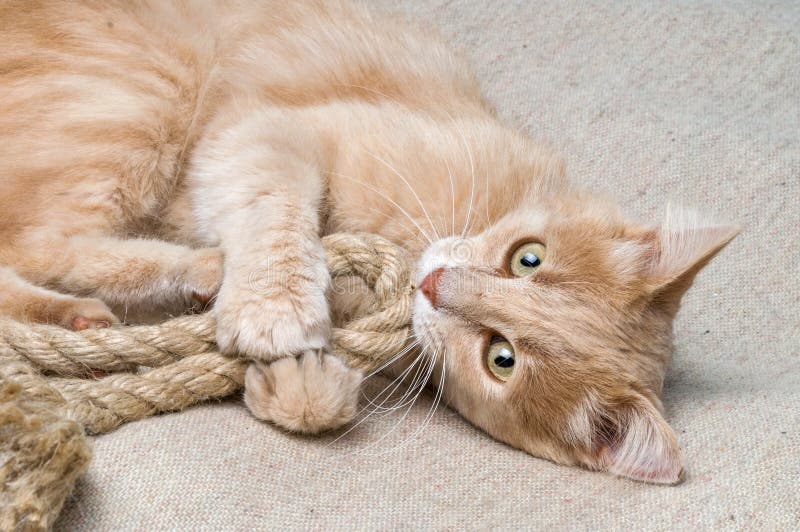 The cat plays with a rope stock photo. Image of babyanimal 120861904