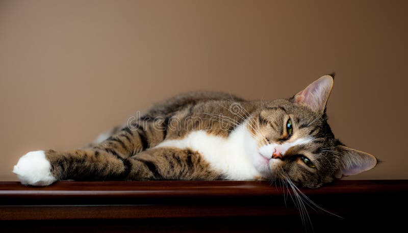 Adorable indoor tabby cat with brown and white markings rests on top of a wooden desk or dresser and looks at viewer. Adorable indoor tabby cat with brown and white markings rests on top of a wooden desk or dresser and looks at viewer.