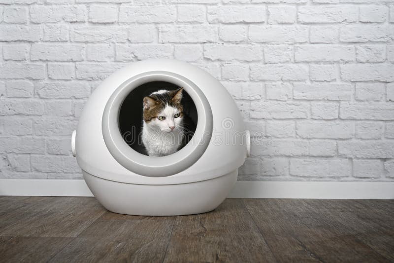 Cute Tabby Cat Sitting in a Automatic Cat Litter Box and Looking Funny  Sideways. Stock Photo - Image of floor, away: 220087132