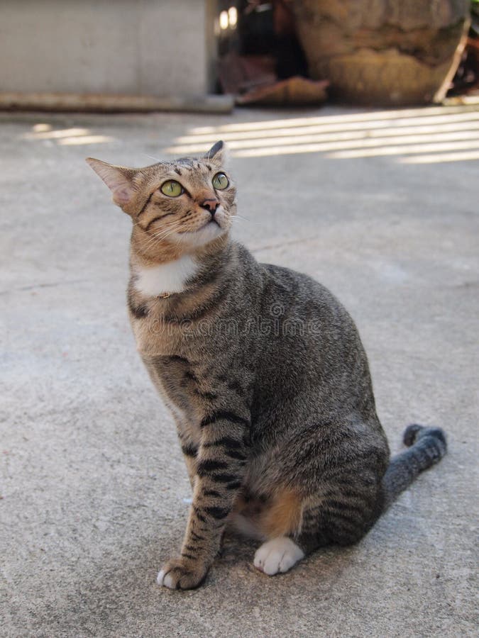 Cute Tabby Cat Sitting and Staring To Something Stock Photo Image of
