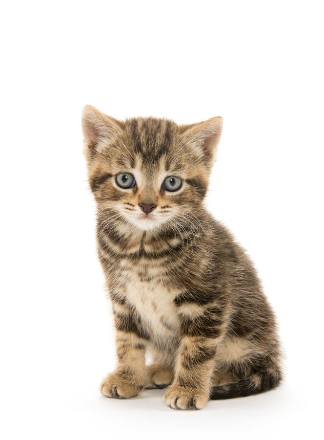 Cute tabby kitten