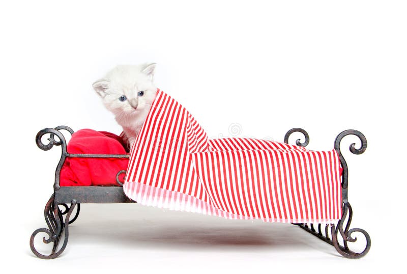 Cute tabby kitten in bed stock image. Image of cute, laying 20075039