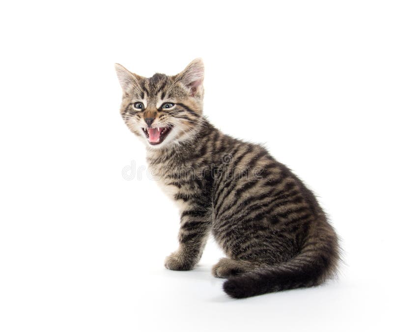 Cute Tabby Kitten Crying on White Stock Image Image of mouth, mammal 61236497