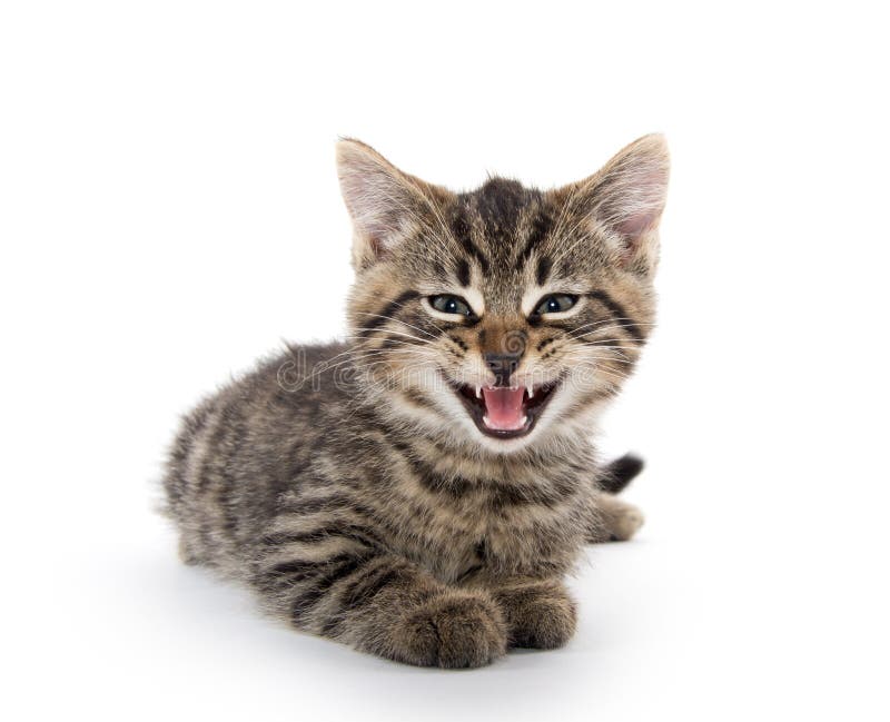 Crying Kitten On White Background Stock Photo Image of feline, kitten 842050