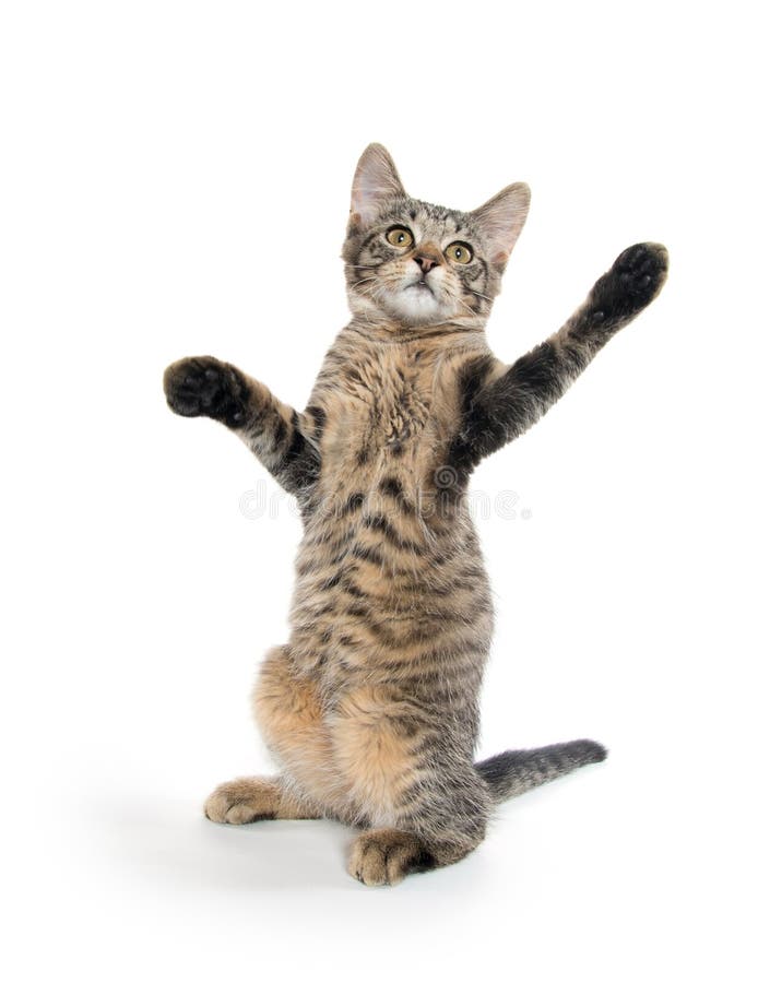 Cute Tabby Kitten on Hind Legs Stock Photo Image of background
