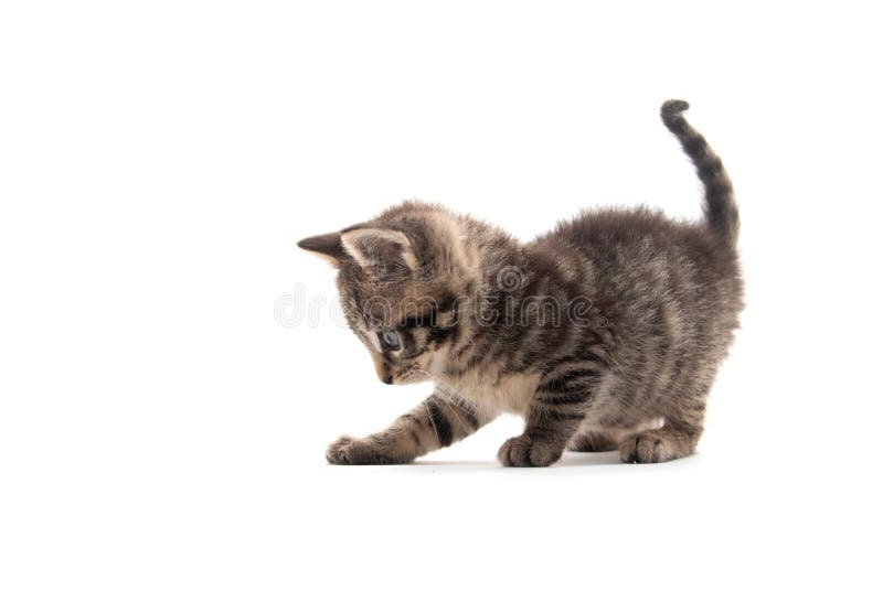 Cute tabby kitten isolated on white. Cute bbay tabby kitten isolated on white background
