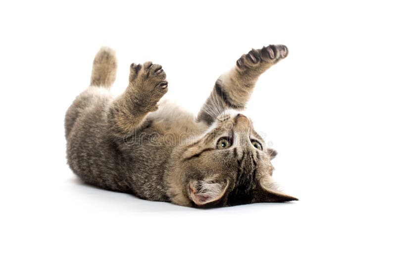 Cute Tabby Kitten On Its Back Stock Photo Image Of Furry Feline 34253436