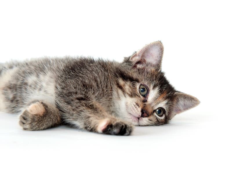  Cute  Tabby Kitten  Laying  Down  And Playing Stock Photo 