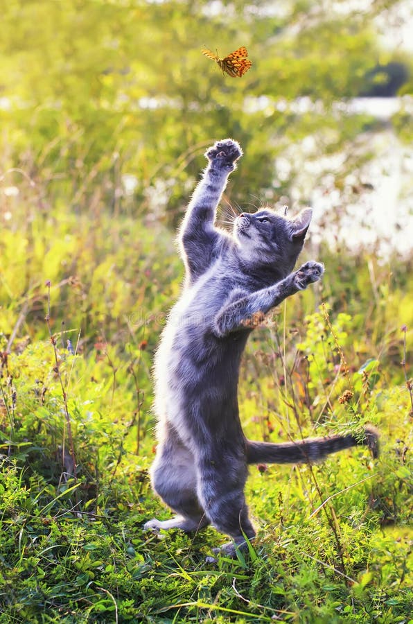 Cute tabby kitten on a summer sunny meadow catches a flying orange butterfly jumping in clear weather in the green grass in the