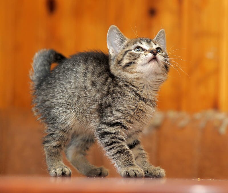 baby tabby kittens baby tabby kittens