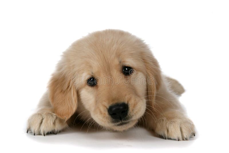 Cute tan puppy on belly with head up looking tired