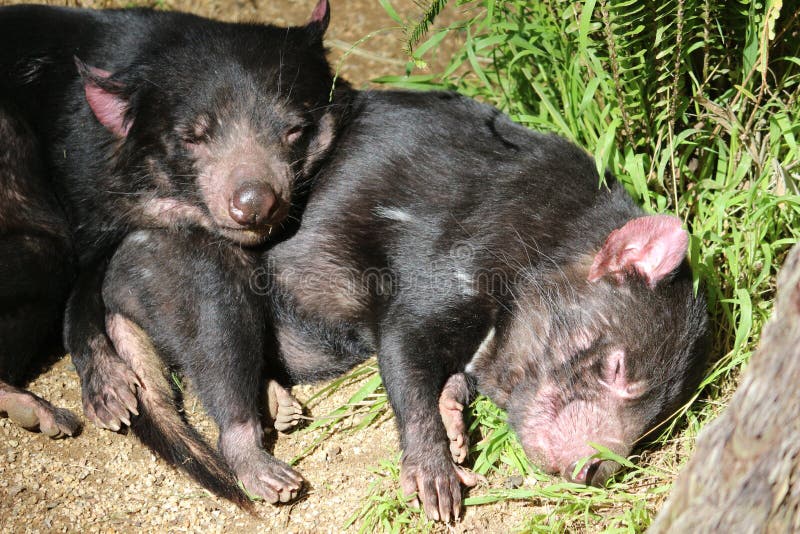 483 Tasmanian Cute Stock Photos - Free & Royalty-Free Stock Photos from