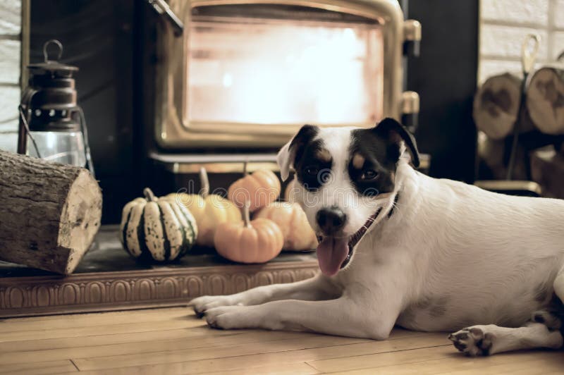 A cute Jack Russell dog relaxing near fireplace in cozy Thanksgiving home with pumpkin decoration and fresh cut wood logs near burning fire at home conceptual autumn holiday photography background. A cute Jack Russell dog relaxing near fireplace in cozy Thanksgiving home with pumpkin decoration and fresh cut wood logs near burning fire at home conceptual autumn holiday photography background