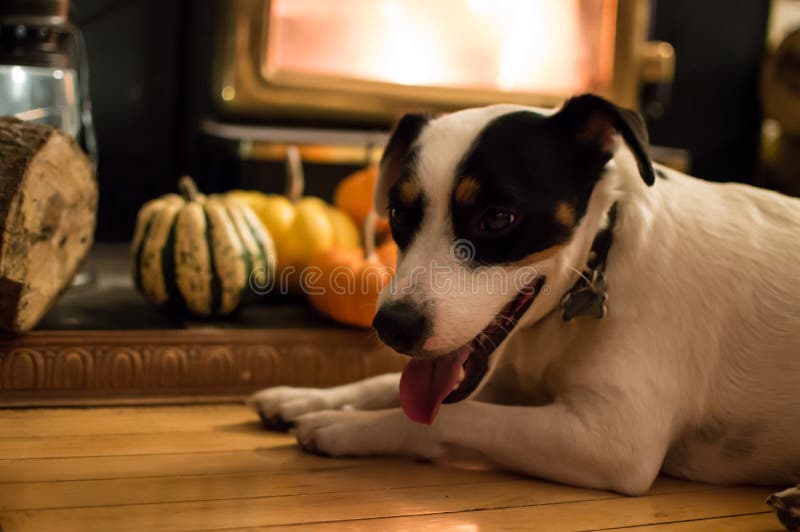 A cute Jack Russell dog relaxing near fireplace in cozy Thanksgiving home with pumpkin decoration and fresh cut wood logs near burning fire at home conceptual autumn holiday photography background. A cute Jack Russell dog relaxing near fireplace in cozy Thanksgiving home with pumpkin decoration and fresh cut wood logs near burning fire at home conceptual autumn holiday photography background