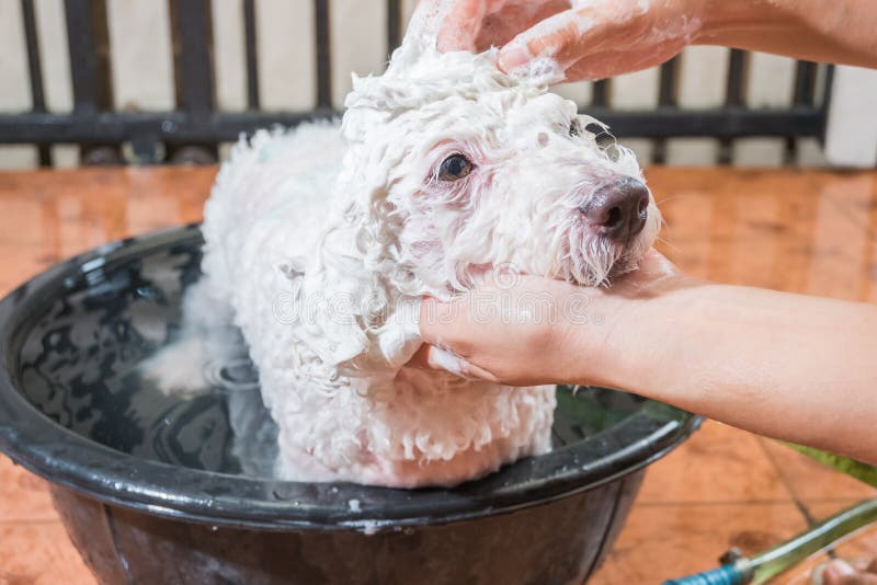 Cute Tiny Poodle Puppy Dog Taking Shower on Bath Basin. Stock Image
