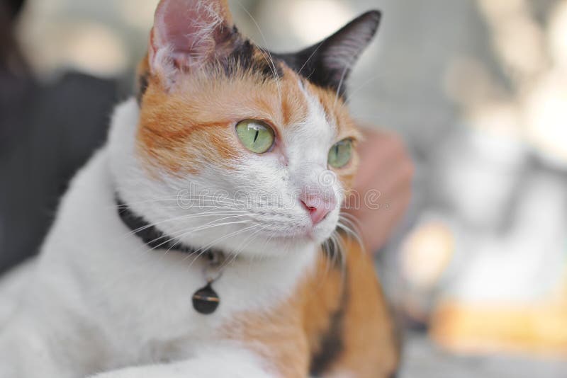 Calico Cat, Cute Tortoiseshell Cat Eye Looking Something Stock Image