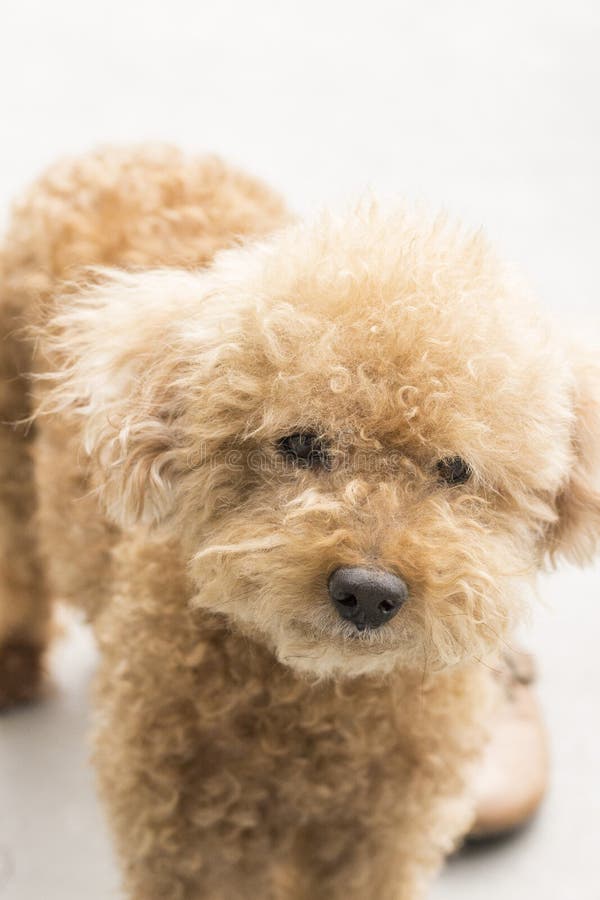 Cute Toy Poodle with Curly Fur Stock Photo - Image of funny, ivory