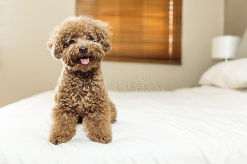 Dog Toy Poodle Sitting on a White Background with a Red Collar. Stock