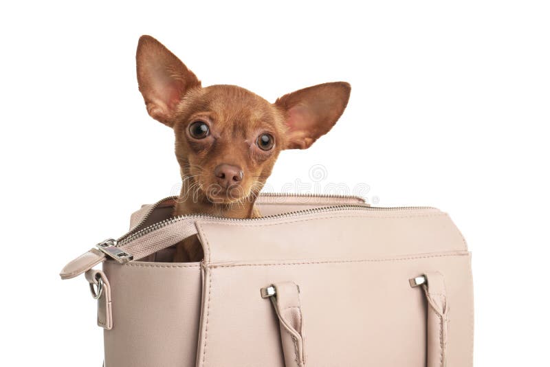 529 Dog Handbag Stock Photos - Free & Royalty-Free Stock Photos from  Dreamstime