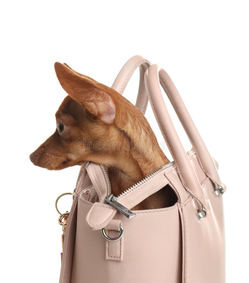 Tiny Chihuahua In A Fancy Purse Stock Photo - Download Image Now - Purse,  Dog, Chihuahua - Dog - iStock