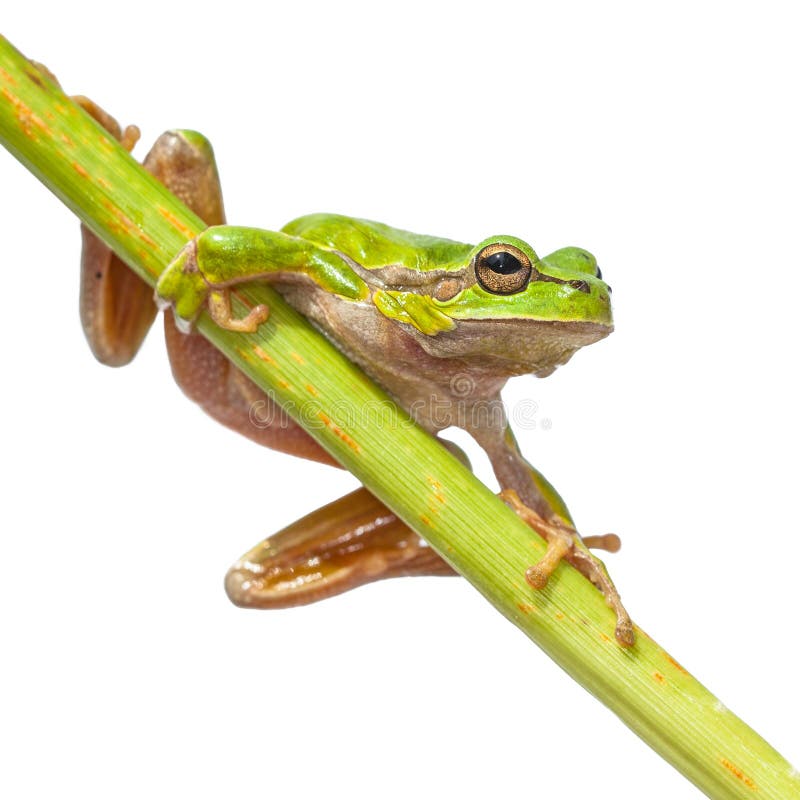 Cute Tree frog diagonal green stick royalty free stock photography