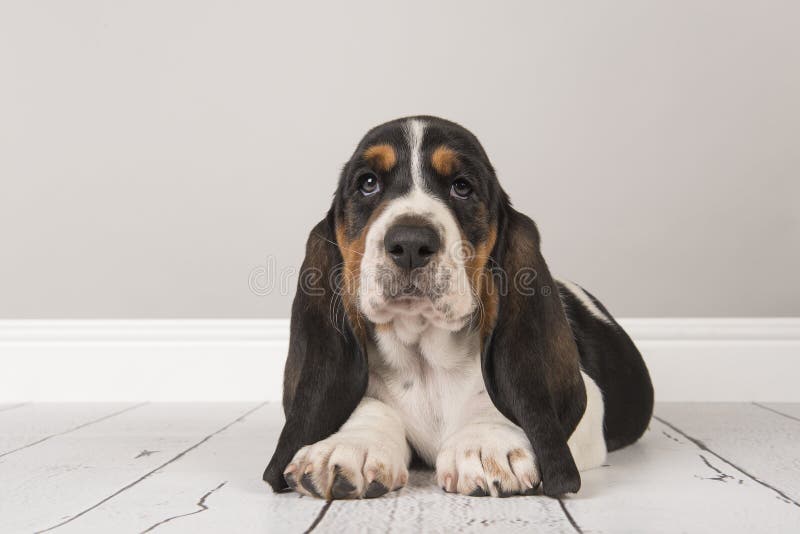 Cute tricolor basset hound puppy lying down looking at the camera in a gray living room setting royalty free stock photo Cute tricolor basset hound puppy lying down looking at the camera in a gray living room setting royalty free stock photo