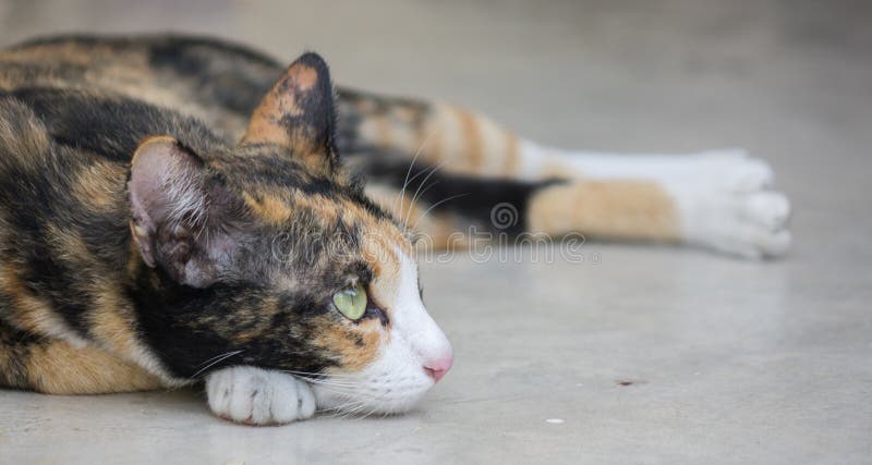 Cute tricolor cat lying on the ground stock images Cute tricolor cat lying on the ground stock images