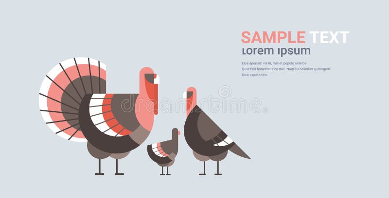 Male Turkey Standing With Big Tail Stock Illustration Illustration