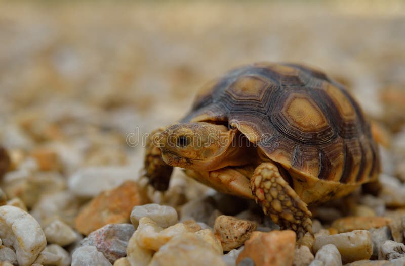 Cute Turtles Crawl on Gravel Stock Image Image of turtle, turtles