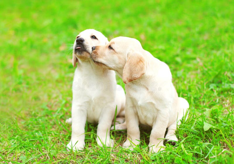 Cute two puppies dogs Labrador Retriever together on grass stock images Cute two puppies dogs Labrador Retriever together on grass stock images