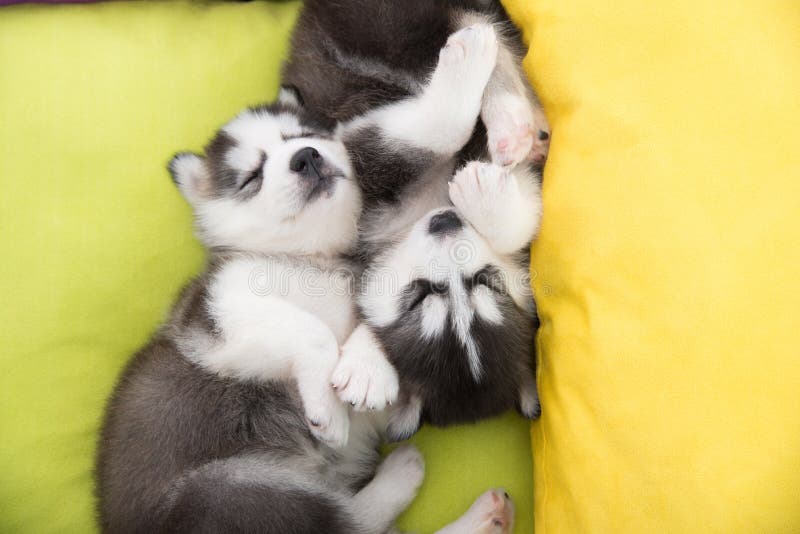 Cute Two Siberian Husky Puppies Sleeping Stock Image Image of bulldog