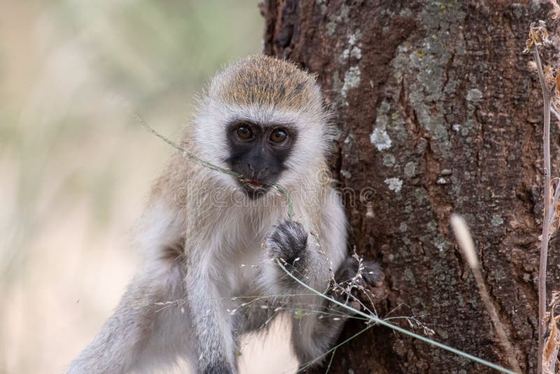 Cute Vervet Monkey Eating a Plant on the Tree Stock Photo Image of