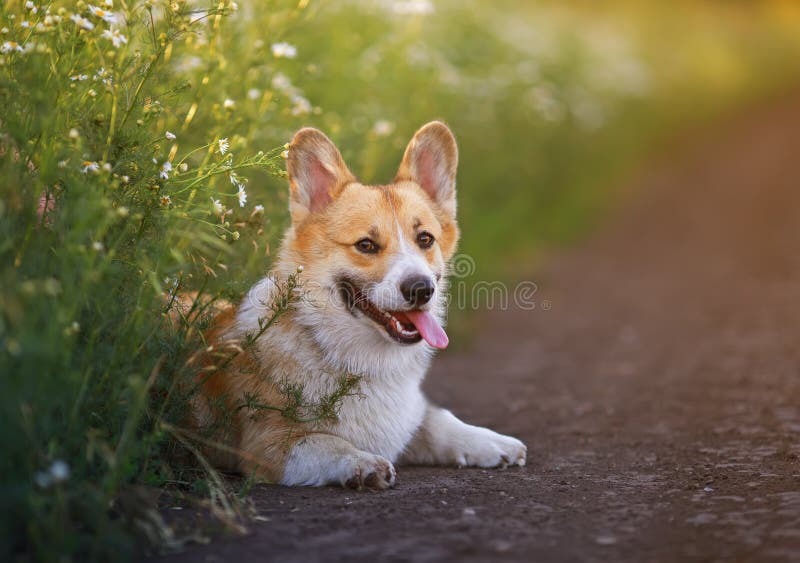 Cute Welpe ein roter Corgi Hund sitzt in einem Feld an der Straße in einem Dorf umgeben von weißen Kamillenblumen auf einem sonni stockfoto Cute Welpe ein roter Corgi Hund sitzt in einem Feld an der Straße in einem Dorf umgeben von weißen Kamillenblumen auf einem sonni stockfoto