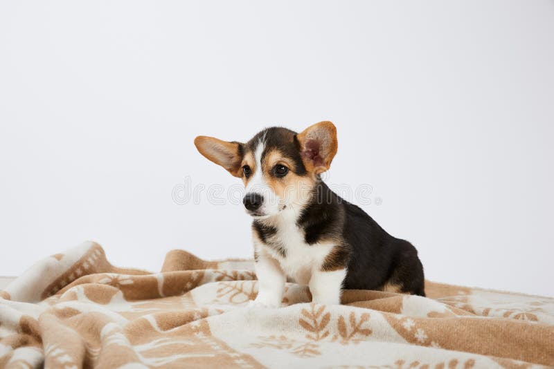 Welsh Puppy on Blanket Isolated Stock Image Image of cute, purebred 177612161