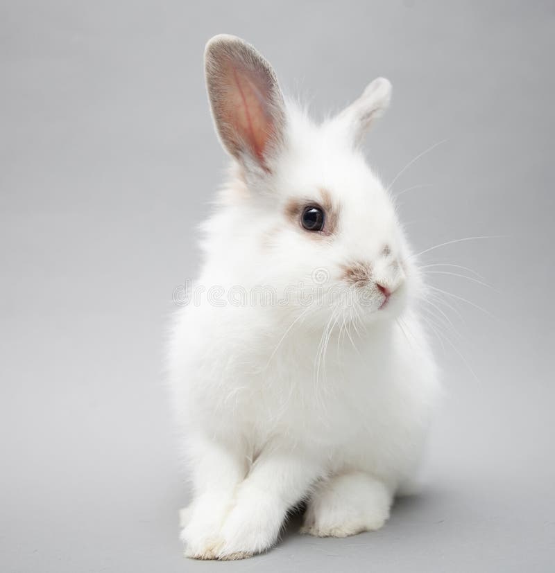 Cute white baby bunny rabbit on a seamless light background royalty free stock images