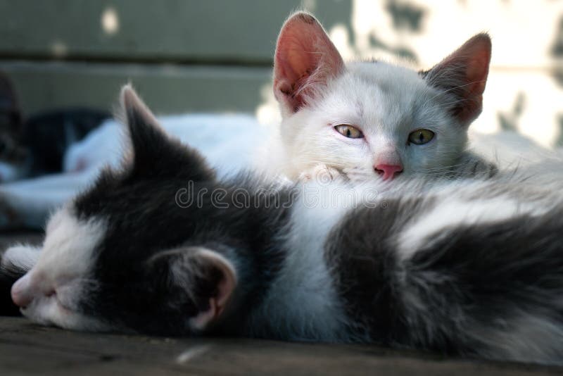 Cute Whiteblack Kittens Sleeping Together on the Wooden Boards